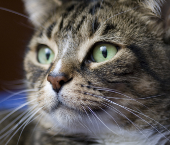 猫咪长痤疮需要担心吗？